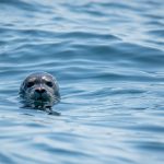 seal head in water