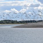 Exploring Blakeney National Nature Reserve: A Haven for Wildlife Enthusiasts