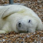 Our Norfolk Hotel’s Guide to the Blakeney Point Seals